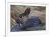 Volcano Rabbit (Romerolagus Diazi) Captive Endemic to Mexico. Critically Endangered Species-Claudio Contreras-Framed Photographic Print