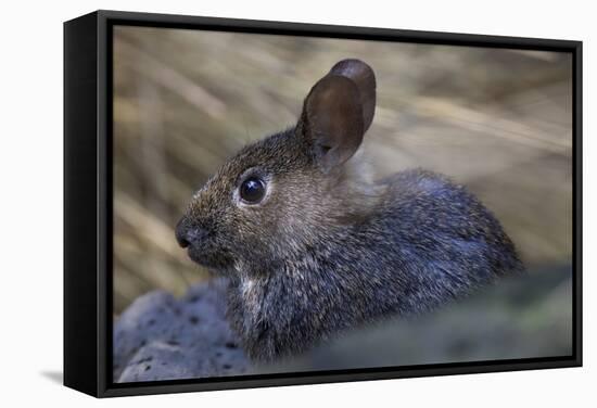 Volcano Rabbit (Romerolagus Diazi) Captive Endemic to Mexico. Critically Endangered Species-Claudio Contreras-Framed Stretched Canvas