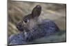 Volcano Rabbit (Romerolagus Diazi) Captive Endemic to Mexico. Critically Endangered Species-Claudio Contreras-Mounted Photographic Print