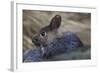 Volcano Rabbit (Romerolagus Diazi) Captive Endemic to Mexico. Critically Endangered Species-Claudio Contreras-Framed Photographic Print