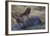 Volcano Rabbit (Romerolagus Diazi) Captive Endemic to Mexico. Critically Endangered Species-Claudio Contreras-Framed Photographic Print