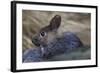 Volcano Rabbit (Romerolagus Diazi) Captive Endemic to Mexico. Critically Endangered Species-Claudio Contreras-Framed Photographic Print