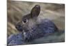 Volcano Rabbit (Romerolagus Diazi) Captive Endemic to Mexico. Critically Endangered Species-Claudio Contreras-Mounted Photographic Print