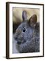 Volcano Rabbit (Romerolagus Diazi) Mexico City, September. Captive, Critically Endangered Species-Claudio Contreras-Framed Photographic Print