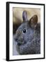 Volcano Rabbit (Romerolagus Diazi) Mexico City, September. Captive, Critically Endangered Species-Claudio Contreras-Framed Photographic Print