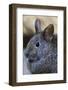 Volcano Rabbit (Romerolagus Diazi) Mexico City, September. Captive, Critically Endangered Species-Claudio Contreras-Framed Photographic Print