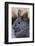 Volcano Rabbit (Romerolagus Diazi) Mexico City, September. Captive, Critically Endangered Species-Claudio Contreras-Framed Photographic Print