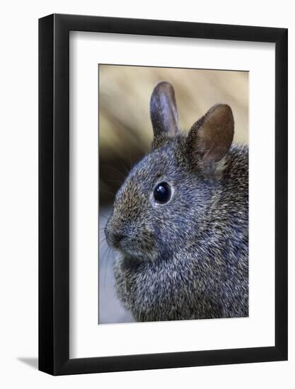 Volcano Rabbit (Romerolagus Diazi) Mexico City, September. Captive, Critically Endangered Species-Claudio Contreras-Framed Photographic Print