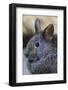Volcano Rabbit (Romerolagus Diazi) Mexico City, September. Captive, Critically Endangered Species-Claudio Contreras-Framed Photographic Print