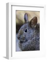 Volcano Rabbit (Romerolagus Diazi) Mexico City, September. Captive, Critically Endangered Species-Claudio Contreras-Framed Photographic Print