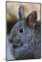 Volcano Rabbit (Romerolagus Diazi) Mexico City, September. Captive, Critically Endangered Species-Claudio Contreras-Mounted Photographic Print