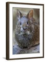 Volcano Rabbit (Romerolagus Diazi) Mexico City, September. Captive, Critically Endangered Species-Claudio Contreras-Framed Photographic Print