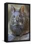 Volcano Rabbit (Romerolagus Diazi) Mexico City, September. Captive, Critically Endangered Species-Claudio Contreras-Framed Stretched Canvas
