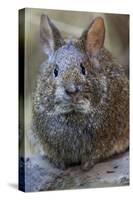 Volcano Rabbit (Romerolagus Diazi) Mexico City, September. Captive, Critically Endangered Species-Claudio Contreras-Stretched Canvas