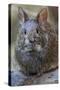 Volcano Rabbit (Romerolagus Diazi) Mexico City, September. Captive, Critically Endangered Species-Claudio Contreras-Stretched Canvas