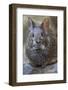 Volcano Rabbit (Romerolagus Diazi) Mexico City, September. Captive, Critically Endangered Species-Claudio Contreras-Framed Photographic Print