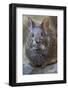 Volcano Rabbit (Romerolagus Diazi) Mexico City, September. Captive, Critically Endangered Species-Claudio Contreras-Framed Photographic Print