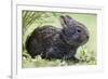 Volcano Rabbit (Romerolagus Diazi) Milpa Alta Forest-Claudio Contreras Koob-Framed Photographic Print