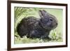 Volcano Rabbit (Romerolagus Diazi) Milpa Alta Forest-Claudio Contreras Koob-Framed Photographic Print