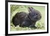 Volcano Rabbit (Romerolagus Diazi) Milpa Alta Forest-Claudio Contreras Koob-Framed Photographic Print