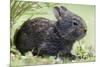Volcano Rabbit (Romerolagus Diazi) Milpa Alta Forest-Claudio Contreras Koob-Mounted Photographic Print