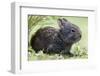 Volcano Rabbit (Romerolagus Diazi) Milpa Alta Forest-Claudio Contreras Koob-Framed Photographic Print