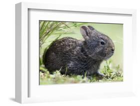 Volcano Rabbit (Romerolagus Diazi) Milpa Alta Forest-Claudio Contreras Koob-Framed Photographic Print