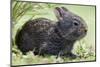 Volcano Rabbit (Romerolagus Diazi) Milpa Alta Forest-Claudio Contreras Koob-Mounted Photographic Print