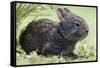 Volcano Rabbit (Romerolagus Diazi) Milpa Alta Forest-Claudio Contreras Koob-Framed Stretched Canvas