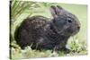 Volcano Rabbit (Romerolagus Diazi) Milpa Alta Forest-Claudio Contreras Koob-Stretched Canvas