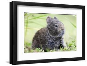 Volcano Rabbit (Romerolagus Diazi) Milpa Alta Forest-Claudio Contreras Koob-Framed Photographic Print