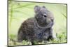 Volcano Rabbit (Romerolagus Diazi) Milpa Alta Forest-Claudio Contreras Koob-Mounted Photographic Print