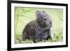 Volcano Rabbit (Romerolagus Diazi) Milpa Alta Forest-Claudio Contreras Koob-Framed Photographic Print