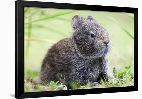 Volcano Rabbit (Romerolagus Diazi) Milpa Alta Forest-Claudio Contreras Koob-Framed Photographic Print