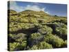 Volcano Scenery at the Pico De Tablas, Island La Palma, Canary Islands, Spain-Rainer Mirau-Stretched Canvas