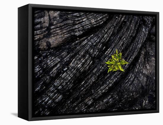 Volcanoes National Park, Hawaii: a Fern Stands in Stark Contrast to the Hardened Pa'Hoehoe Lava.-Ian Shive-Framed Stretched Canvas