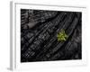 Volcanoes National Park, Hawaii: a Fern Stands in Stark Contrast to the Hardened Pa'Hoehoe Lava.-Ian Shive-Framed Photographic Print