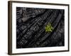 Volcanoes National Park, Hawaii: a Fern Stands in Stark Contrast to the Hardened Pa'Hoehoe Lava.-Ian Shive-Framed Photographic Print