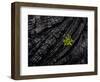 Volcanoes National Park, Hawaii: a Fern Stands in Stark Contrast to the Hardened Pa'Hoehoe Lava.-Ian Shive-Framed Photographic Print