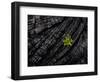 Volcanoes National Park, Hawaii: a Fern Stands in Stark Contrast to the Hardened Pa'Hoehoe Lava.-Ian Shive-Framed Photographic Print