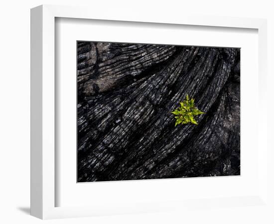 Volcanoes National Park, Hawaii: a Fern Stands in Stark Contrast to the Hardened Pa'Hoehoe Lava.-Ian Shive-Framed Photographic Print