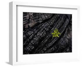 Volcanoes National Park, Hawaii: a Fern Stands in Stark Contrast to the Hardened Pa'Hoehoe Lava.-Ian Shive-Framed Photographic Print