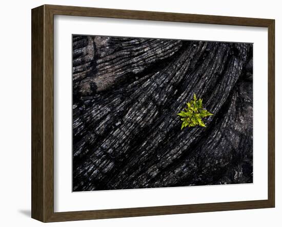 Volcanoes National Park, Hawaii: a Fern Stands in Stark Contrast to the Hardened Pa'Hoehoe Lava.-Ian Shive-Framed Photographic Print