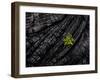 Volcanoes National Park, Hawaii: a Fern Stands in Stark Contrast to the Hardened Pa'Hoehoe Lava.-Ian Shive-Framed Photographic Print