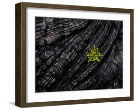 Volcanoes National Park, Hawaii: a Fern Stands in Stark Contrast to the Hardened Pa'Hoehoe Lava.-Ian Shive-Framed Photographic Print