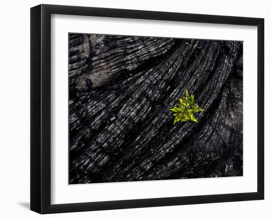 Volcanoes National Park, Hawaii: a Fern Stands in Stark Contrast to the Hardened Pa'Hoehoe Lava.-Ian Shive-Framed Photographic Print