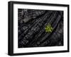 Volcanoes National Park, Hawaii: a Fern Stands in Stark Contrast to the Hardened Pa'Hoehoe Lava.-Ian Shive-Framed Photographic Print