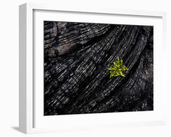 Volcanoes National Park, Hawaii: a Fern Stands in Stark Contrast to the Hardened Pa'Hoehoe Lava.-Ian Shive-Framed Photographic Print