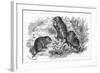 Voles and Vegetables-null-Framed Art Print