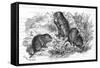 Voles and Vegetables-null-Framed Stretched Canvas